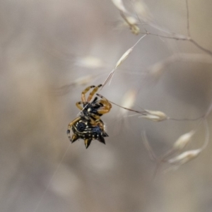 Austracantha minax at Michelago, NSW - 26 Dec 2017 06:28 PM