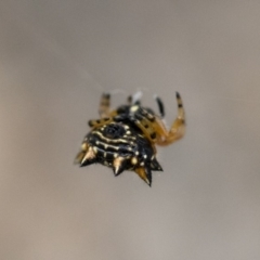 Austracantha minax at Michelago, NSW - 26 Dec 2017 06:28 PM