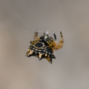 Austracantha minax at Michelago, NSW - 26 Dec 2017 06:28 PM