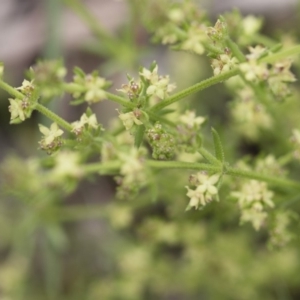 Galium gaudichaudii subsp. gaudichaudii at Michelago, NSW - 30 Oct 2016