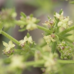 Galium gaudichaudii subsp. gaudichaudii at Michelago, NSW - 30 Oct 2016