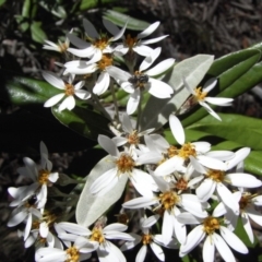 Olearia megalophylla (Large-leaf Daisy-bush) at Mount Clear, ACT - 29 Nov 2008 by Illilanga