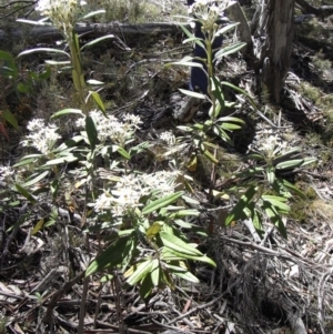 Olearia megalophylla at Namadgi National Park - 30 Nov 2008