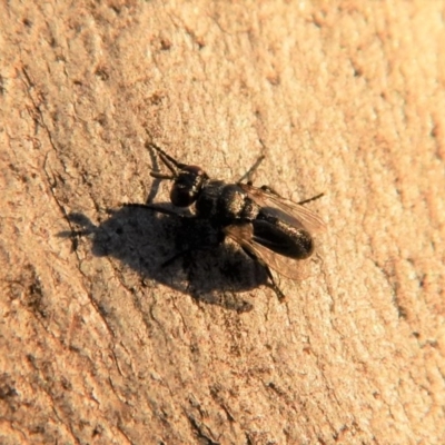 Platystomatidae (family) (Unidentified signal fly) at Mount Painter - 26 Apr 2018 by CathB