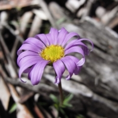 Calotis scabiosifolia var. integrifolia (Rough Burr-daisy) at Mount Clear, ACT - 29 Nov 2008 by Illilanga