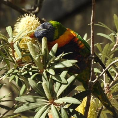 Trichoglossus moluccanus (Rainbow Lorikeet) at Acton, ACT - 21 Jun 2018 by CorinPennock