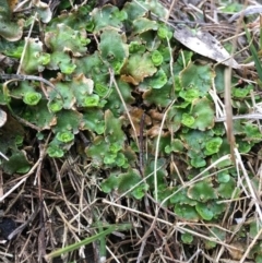 Lunularia cruciata (A thallose liverwort) at Black Mountain - 20 Jun 2018 by RWPurdie