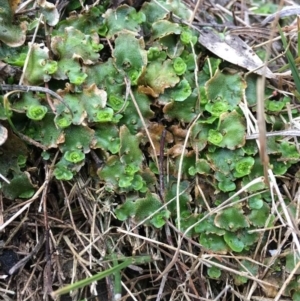 Lunularia cruciata at Point 5438 - 21 Jun 2018