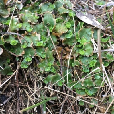 Lunularia cruciata (A thallose liverwort) at Point 5438 - 21 Jun 2018 by RWPurdie