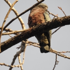 Callocephalon fimbriatum (Gang-gang Cockatoo) at Acton, ACT - 21 Jun 2018 by CorinPennock