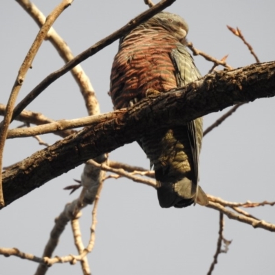 Callocephalon fimbriatum (Gang-gang Cockatoo) at Australian National University - 20 Jun 2018 by CorinPennock