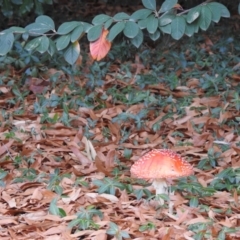 Amanita muscaria (Fly Agaric) at ANU Banks Precinct - 21 Jun 2018 by CorinPennock