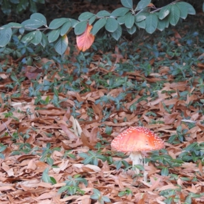 Amanita muscaria (Fly Agaric) at Acton, ACT - 21 Jun 2018 by CorinPennock