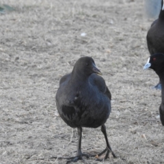 Gallinula tenebrosa (Dusky Moorhen) at Sullivans Creek, Acton - 31 May 2018 by CorinPennock