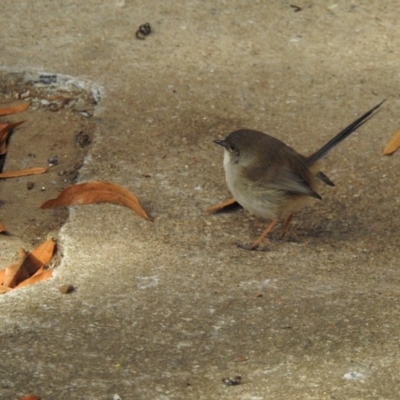 Malurus cyaneus (Superb Fairywren) at Australian National University - 20 Jun 2018 by CorinPennock