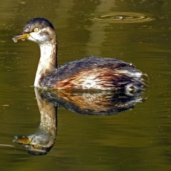 Tachybaptus novaehollandiae (Australasian Grebe) at Tidbinbilla Nature Reserve - 20 Jun 2018 by RodDeb