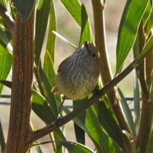 Acanthiza pusilla at Paddys River, ACT - 20 Jun 2018 12:04 PM