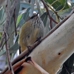 Acanthiza lineata (Striated Thornbill) at Paddys River, ACT - 20 Jun 2018 by RodDeb