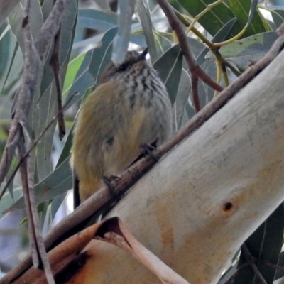 Acanthiza lineata (Striated Thornbill) at Tidbinbilla Nature Reserve - 20 Jun 2018 by RodDeb