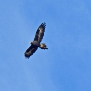 Aquila audax at Paddys River, ACT - 20 Jun 2018 12:57 PM