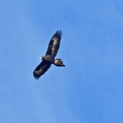 Aquila audax (Wedge-tailed Eagle) at Paddys River, ACT - 20 Jun 2018 by RodDeb