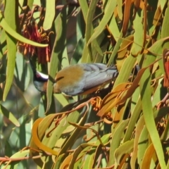 Acanthorhynchus tenuirostris (Eastern Spinebill) at Tidbinbilla Nature Reserve - 20 Jun 2018 by RodDeb