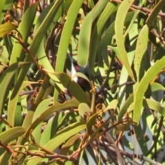 Acanthorhynchus tenuirostris at Tharwa, ACT - 20 Jun 2018 12:47 PM