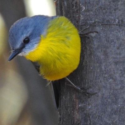 Eopsaltria australis (Eastern Yellow Robin) at Tidbinbilla Nature Reserve - 20 Jun 2018 by RodDeb