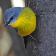 Eopsaltria australis (Eastern Yellow Robin) at Paddys River, ACT - 20 Jun 2018 by RodDeb