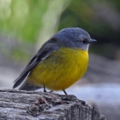 Eopsaltria australis at Paddys River, ACT - 20 Jun 2018 02:47 PM