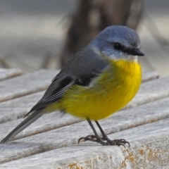 Eopsaltria australis at Paddys River, ACT - 20 Jun 2018 02:47 PM