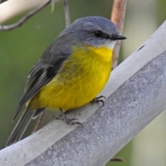 Eopsaltria australis at Paddys River, ACT - 20 Jun 2018 02:47 PM