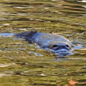 Ornithorhynchus anatinus at Paddys River, ACT - 20 Jun 2018