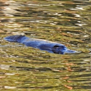 Ornithorhynchus anatinus at Paddys River, ACT - 20 Jun 2018