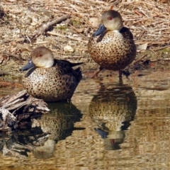 Anas gracilis (Grey Teal) at Tidbinbilla Nature Reserve - 20 Jun 2018 by RodDeb