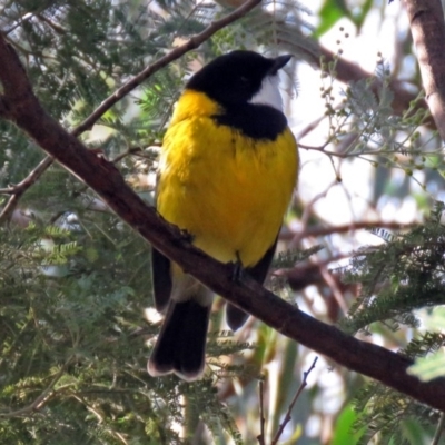 Pachycephala pectoralis (Golden Whistler) at Paddys River, ACT - 20 Jun 2018 by RodDeb