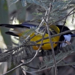 Pachycephala pectoralis at Paddys River, ACT - 20 Jun 2018