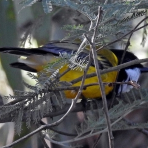 Pachycephala pectoralis at Paddys River, ACT - 20 Jun 2018