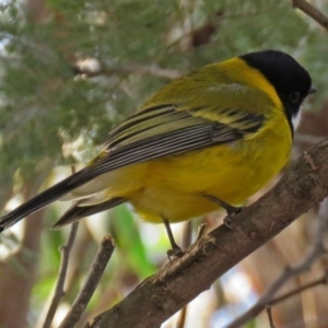 Pachycephala pectoralis at Paddys River, ACT - 20 Jun 2018