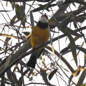 Pachycephala pectoralis at Paddys River, ACT - 20 Jun 2018