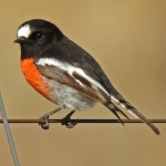 Petroica boodang (Scarlet Robin) at Paddys River, ACT - 20 Jun 2018 by RodDeb