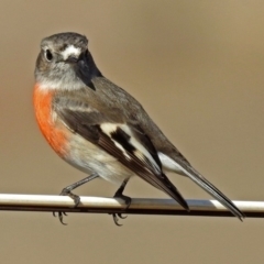 Petroica boodang at Paddys River, ACT - 20 Jun 2018 11:40 AM