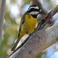 Falcunculus frontatus (Crested Shrike-tit) at Paddys River, ACT - 20 Jun 2018 by RodDeb
