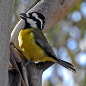 Falcunculus frontatus at Paddys River, ACT - 20 Jun 2018