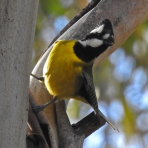 Falcunculus frontatus at Paddys River, ACT - 20 Jun 2018