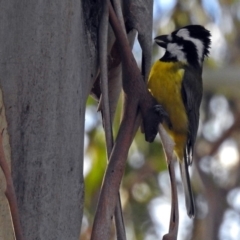 Falcunculus frontatus at Paddys River, ACT - 20 Jun 2018