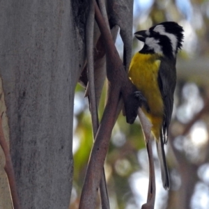 Falcunculus frontatus at Paddys River, ACT - 20 Jun 2018