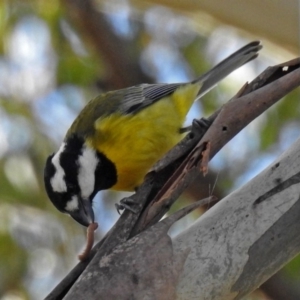 Falcunculus frontatus at Paddys River, ACT - 20 Jun 2018