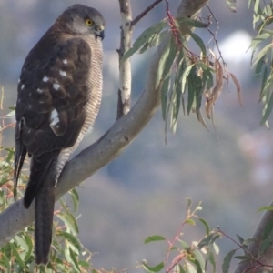 Tachyspiza fasciata at Garran, ACT - 21 Jun 2018