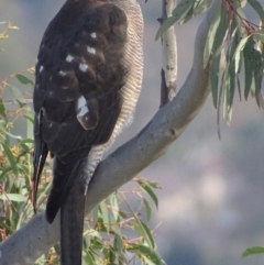 Tachyspiza fasciata at Garran, ACT - 21 Jun 2018